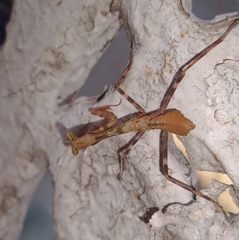 Stagmomantis