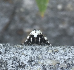 Emarginea percara
