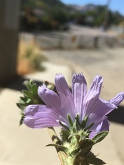 Cichorium intybus