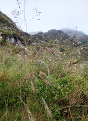 Festuca vivipara