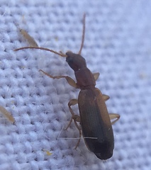 Paradromius linearis