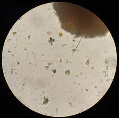 Planktothrix rubescens