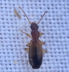 Paradromius linearis