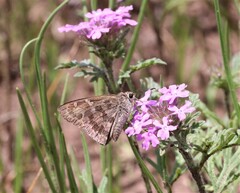 Cogia hippalus hippalus