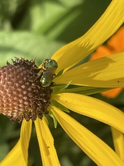 Augochlorini