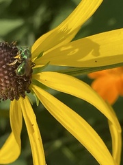 Augochlorini