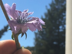 Cichorium intybus