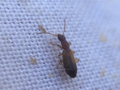 Paradromius linearis