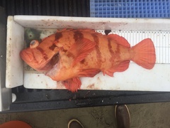 Sebastes nigrocinctus