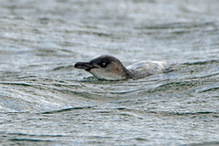 Eudyptula minor minor