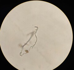 Pseudanabaena galeata