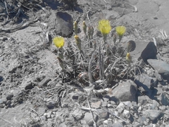 Corynopuntia bulbispina