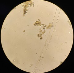 Achlya racemosa