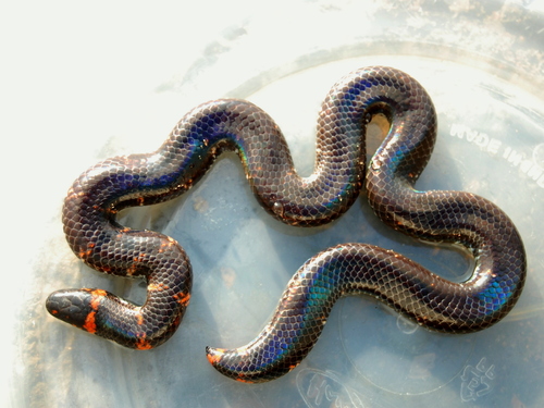 Red Cylinder Snake