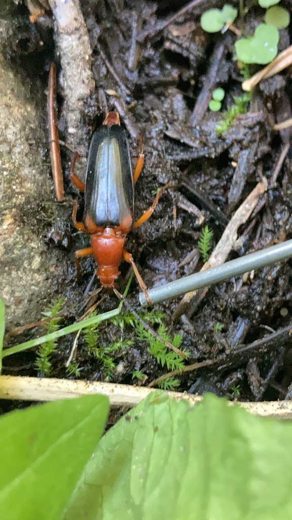 Leptura sequoiae
