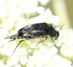Mordella marginata