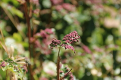 Anthocoptini