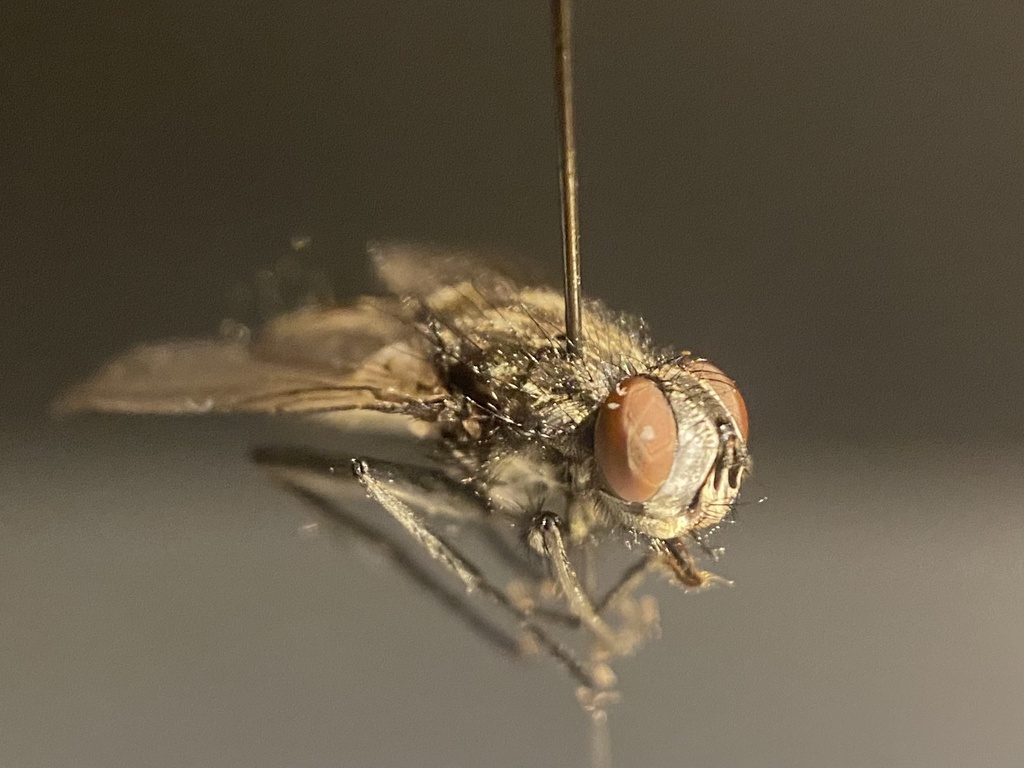 Macronychia striginervis