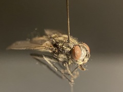 Macronychia striginervis