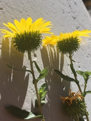 Grindelia stricta