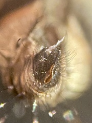 Macronychia striginervis