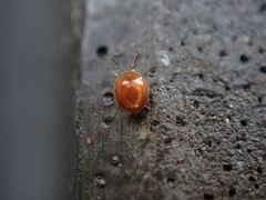 Anamorphidae