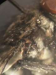 Macronychia striginervis