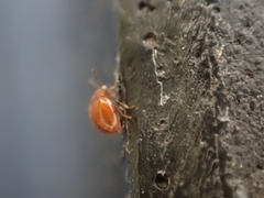 Anamorphidae