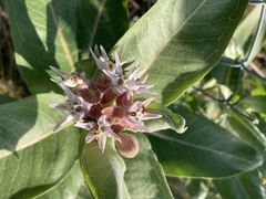 Asclepias speciosa