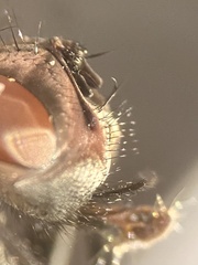 Macronychia striginervis