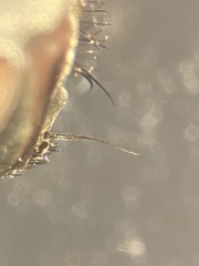 Macronychia striginervis