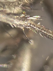 Macronychia striginervis