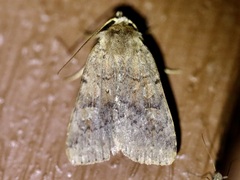 Diarsia jucunda
