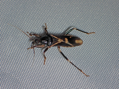 Rasahus sulcicollis