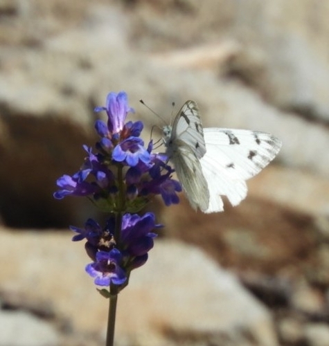 Western White