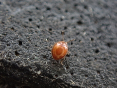 Anamorphidae