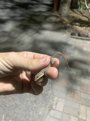 Hemidactylus garnotii