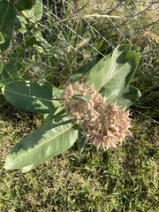 Asclepias speciosa