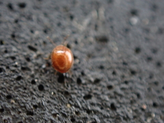 Anamorphidae