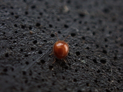 Anamorphidae
