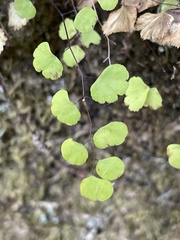 Adiantum jordanii image