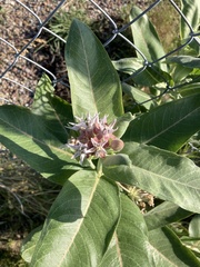 Asclepias speciosa