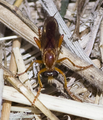 Saropogon luteus