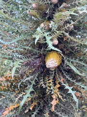 Banksia armata