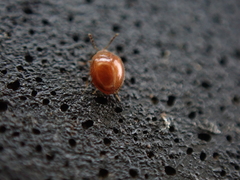 Anamorphidae