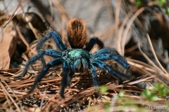 Aphonopelma mooreae