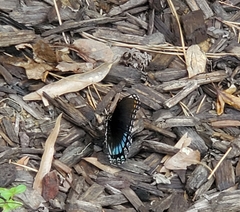 Limenitis arthemis