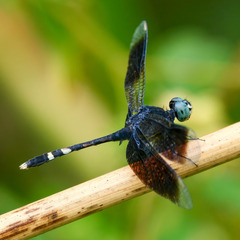 Erythrodiplax attenuata