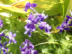 Delphinium depauperatum