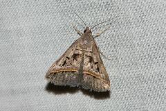 Acantholipes trajecta